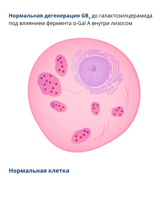 Нормальная клетка