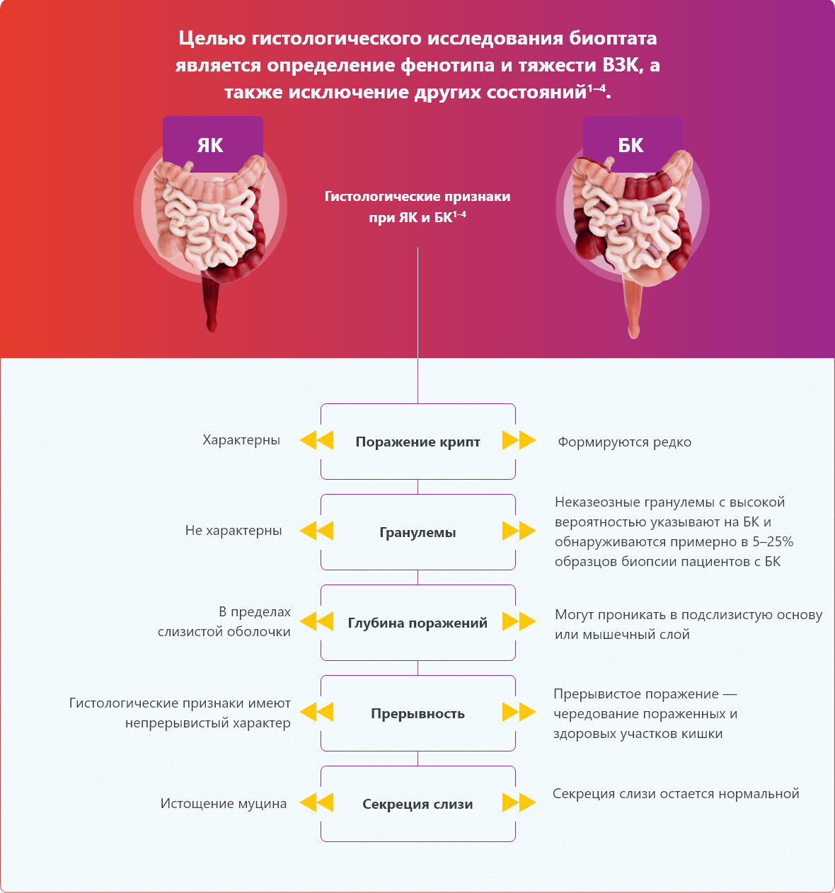 Гистологические исследования